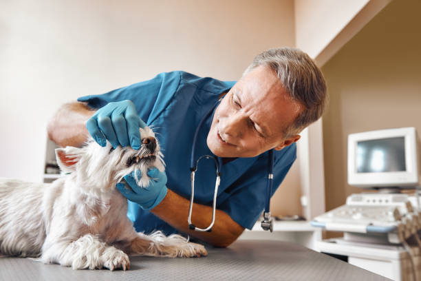 Best Cosmetic Emergency Dentistry in Dilley, TX